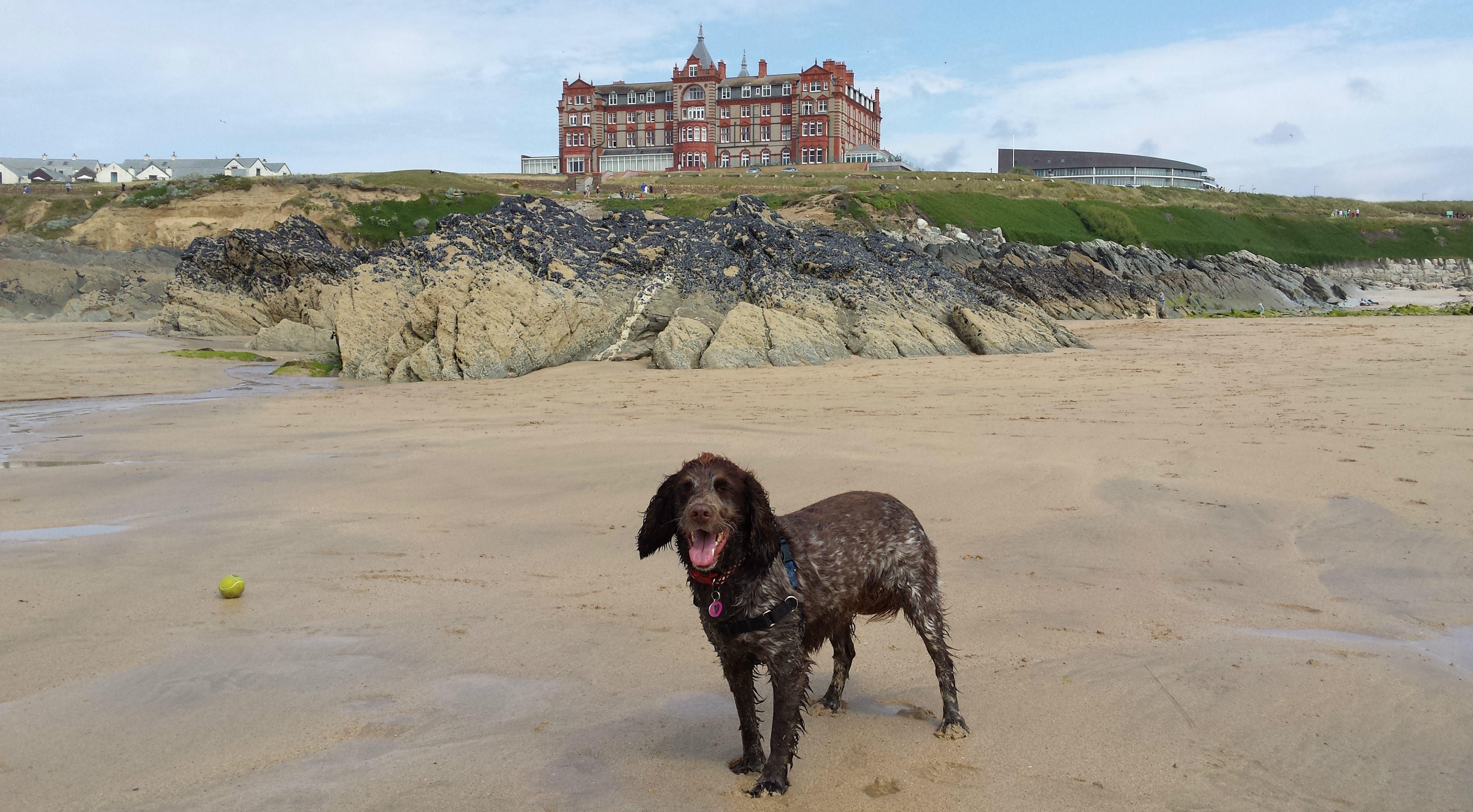 are dogs allowed at headlands beach